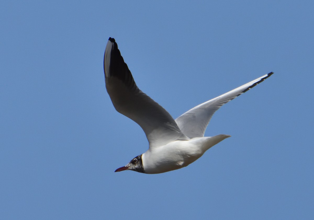 Black-headed Gull - Mu Sano