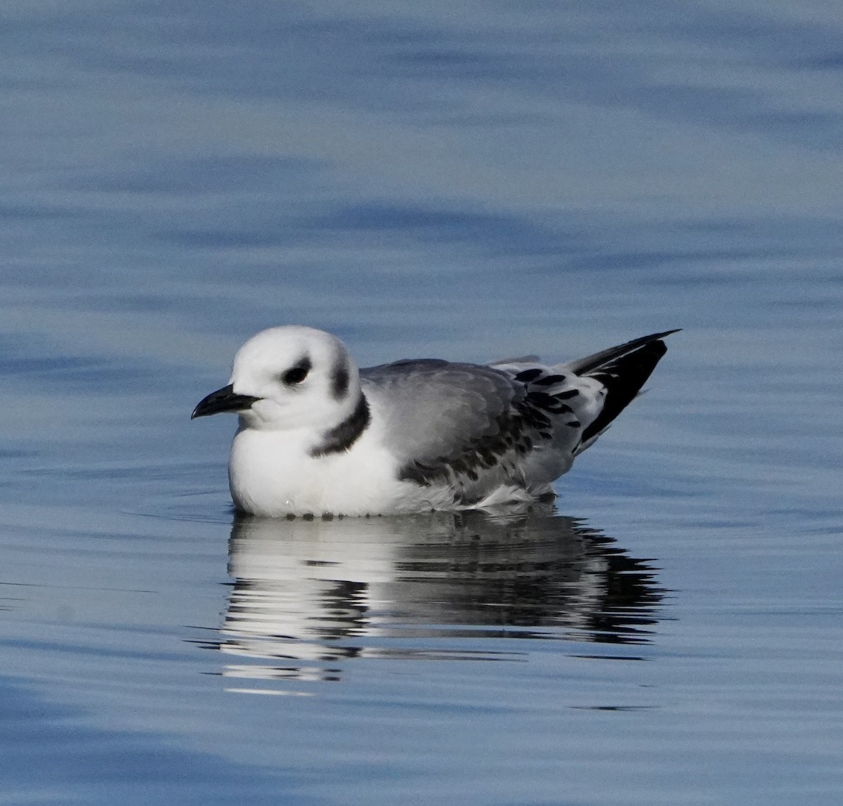 Black-legged Kittiwake - ML514297621