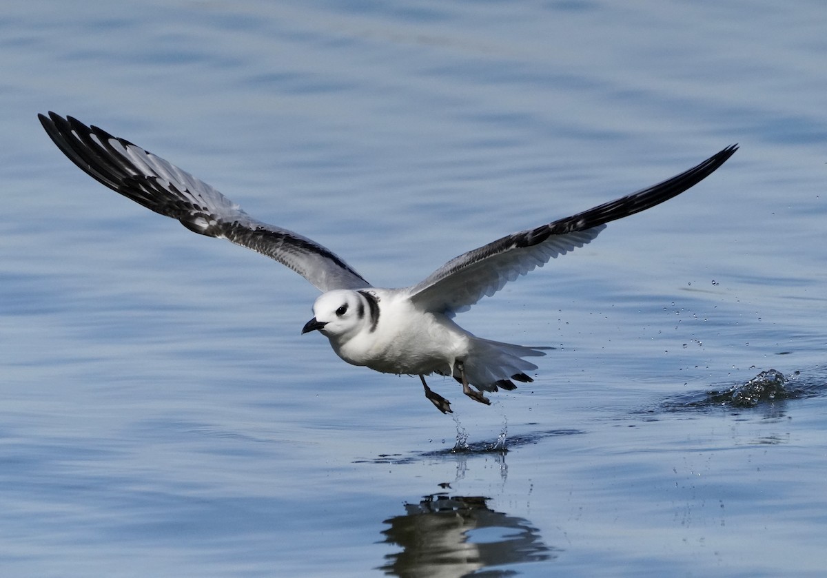 Black-legged Kittiwake - ML514297631