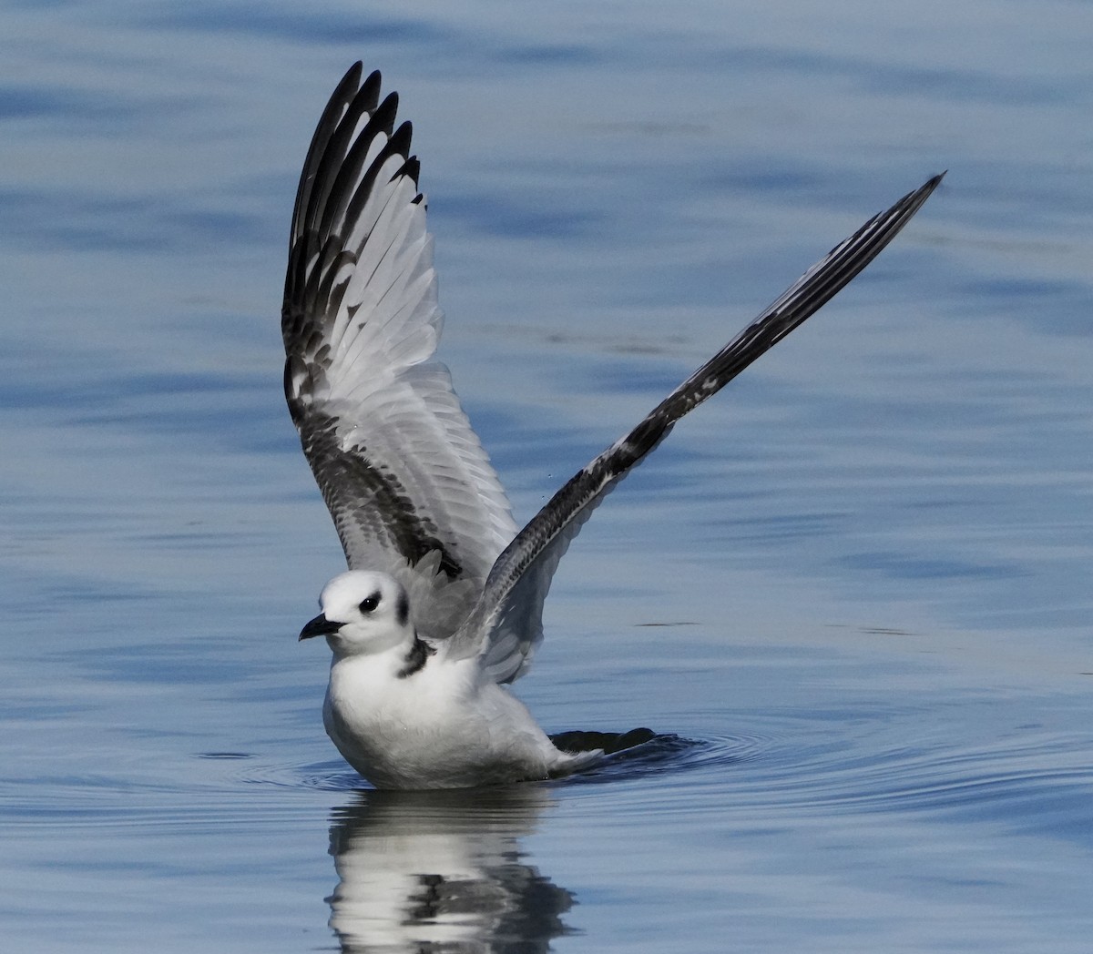 Black-legged Kittiwake - ML514297641