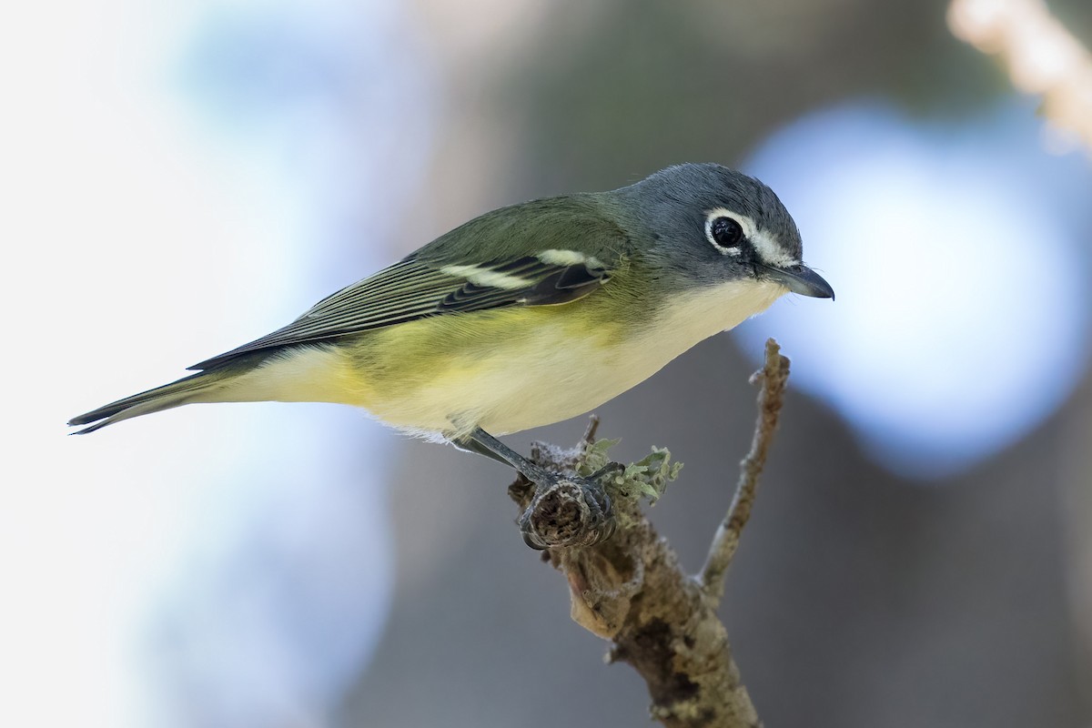 Blue-headed Vireo - ML514298901