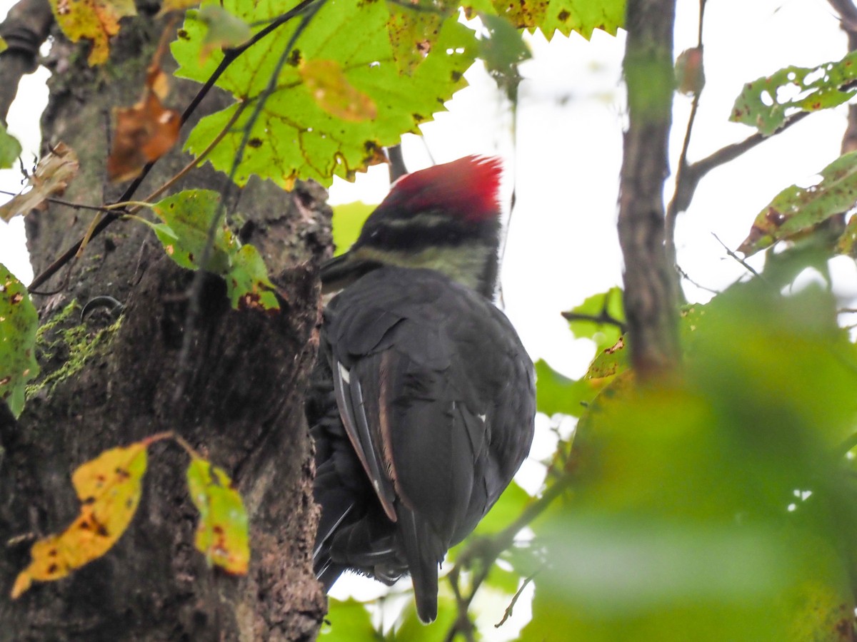 Pileated Woodpecker - ML514299341