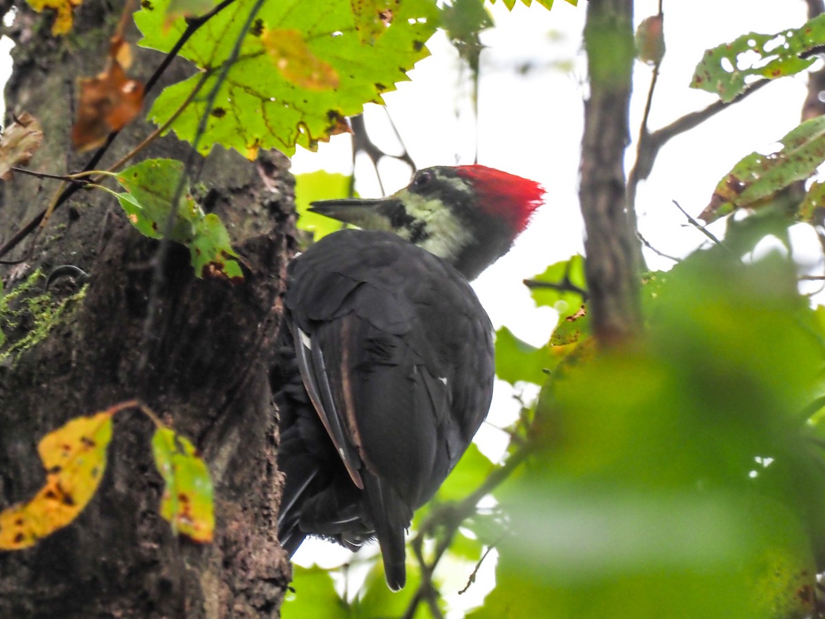 Pileated Woodpecker - ML514299351