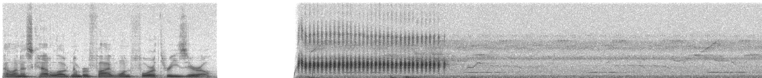 Kara Paçalı Barbet (macclounii) - ML51430