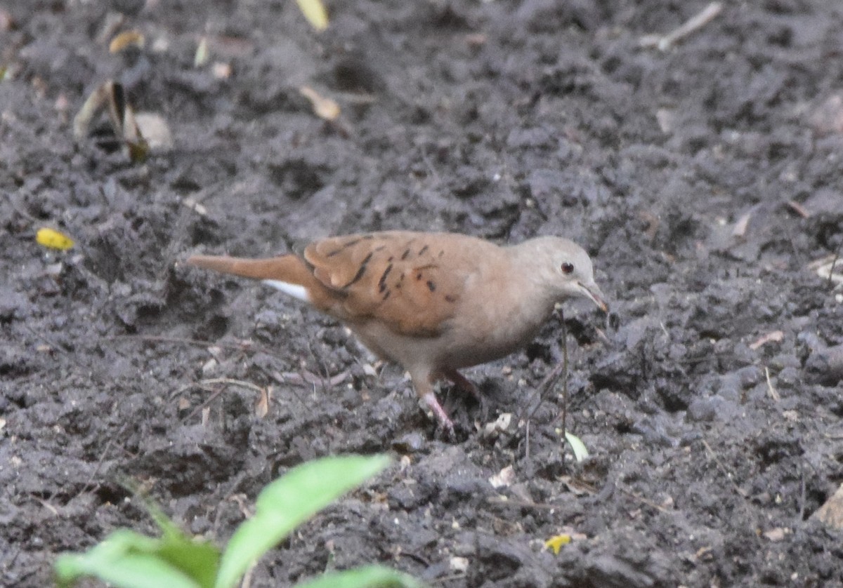 Ruddy Ground Dove - ML514301961