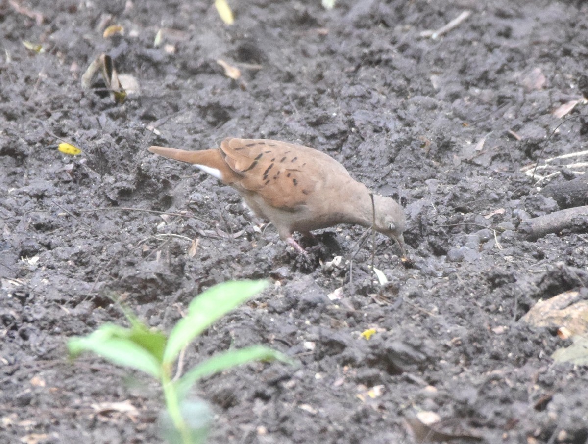 Ruddy Ground Dove - ML514301981