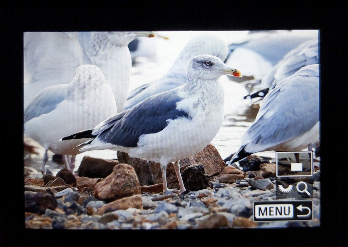 American Herring x Lesser Black-backed Gull (hybrid) - ML514302761