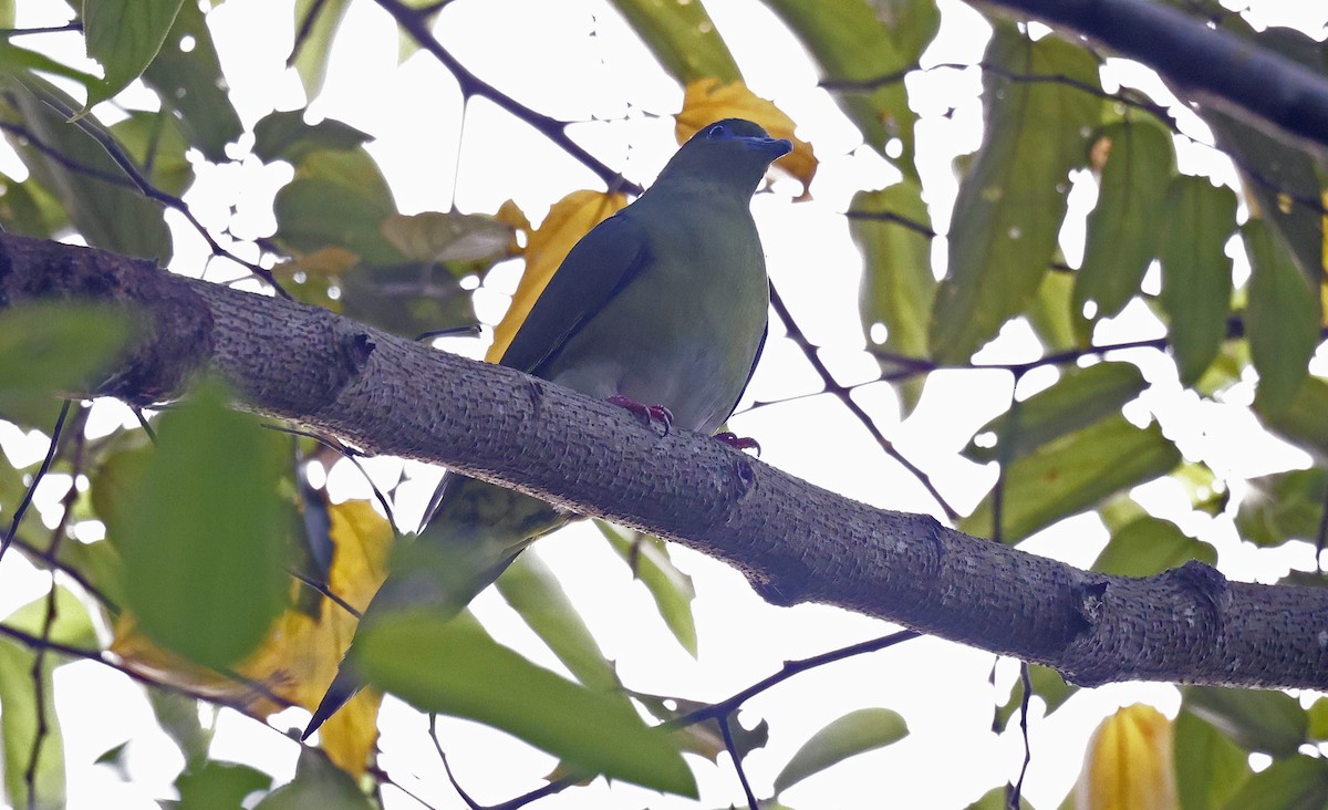 Yellow-vented Green-Pigeon - Paul Chapman