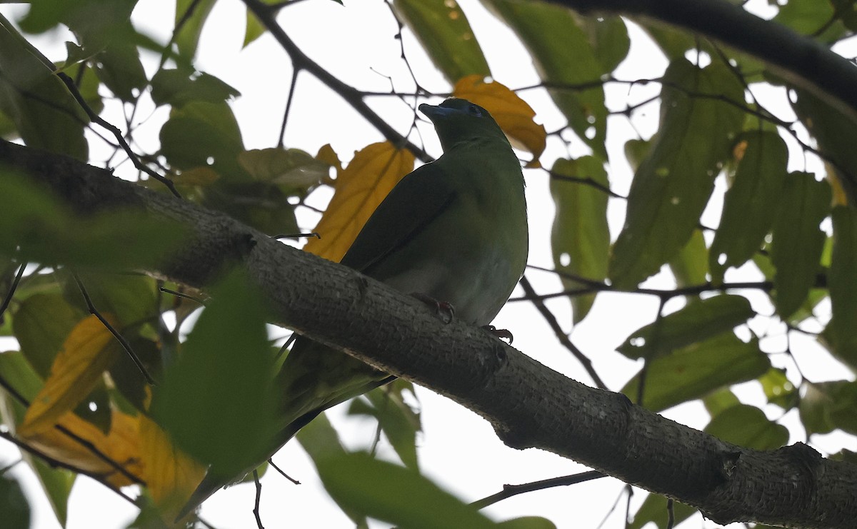 Yellow-vented Green-Pigeon - Paul Chapman