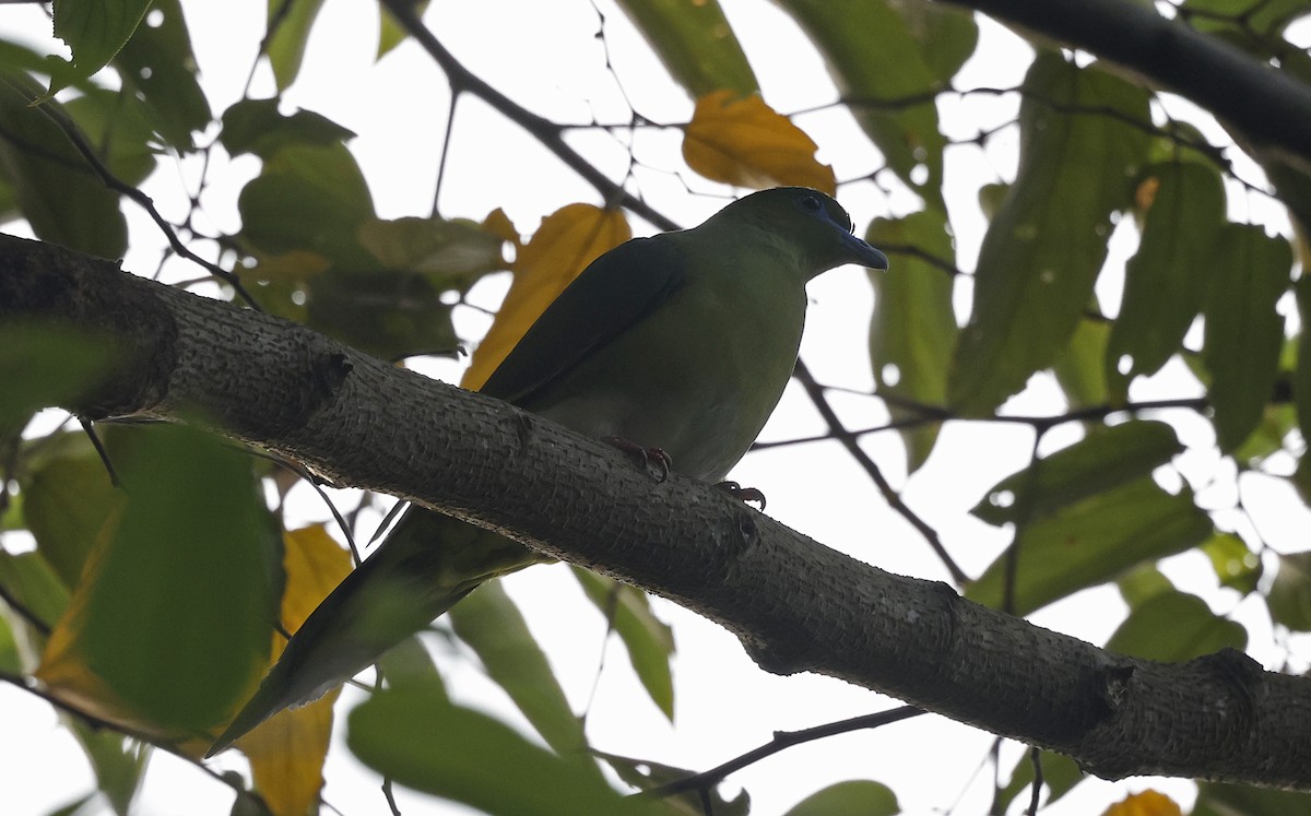 Yellow-vented Green-Pigeon - Paul Chapman