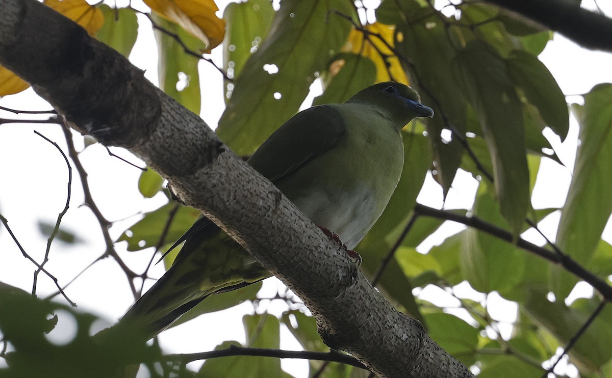 Yellow-vented Green-Pigeon - Paul Chapman