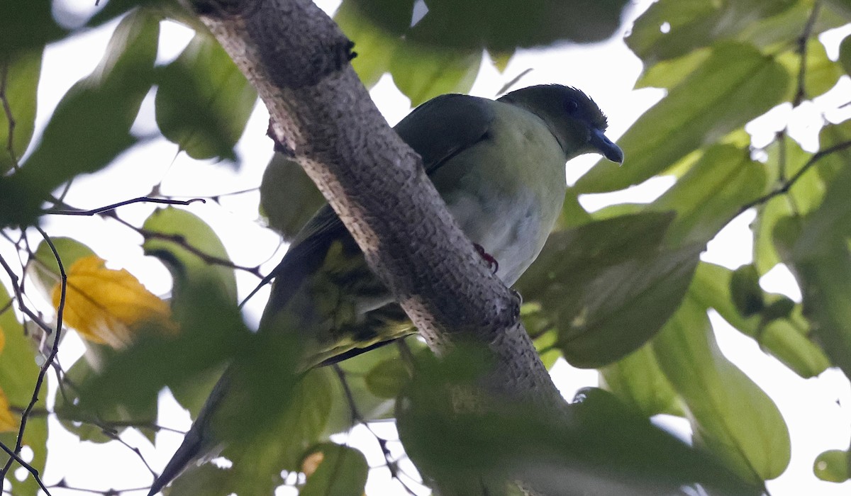 Yellow-vented Green-Pigeon - Paul Chapman