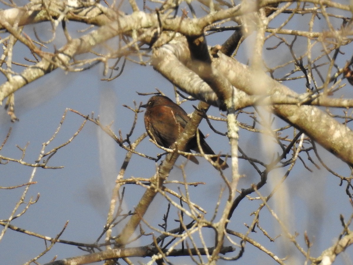 Rusty Blackbird - ML514305021