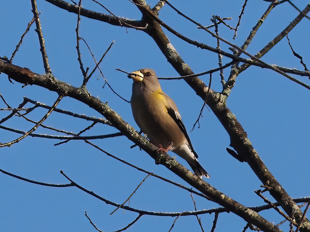 Evening Grosbeak - ML514305221