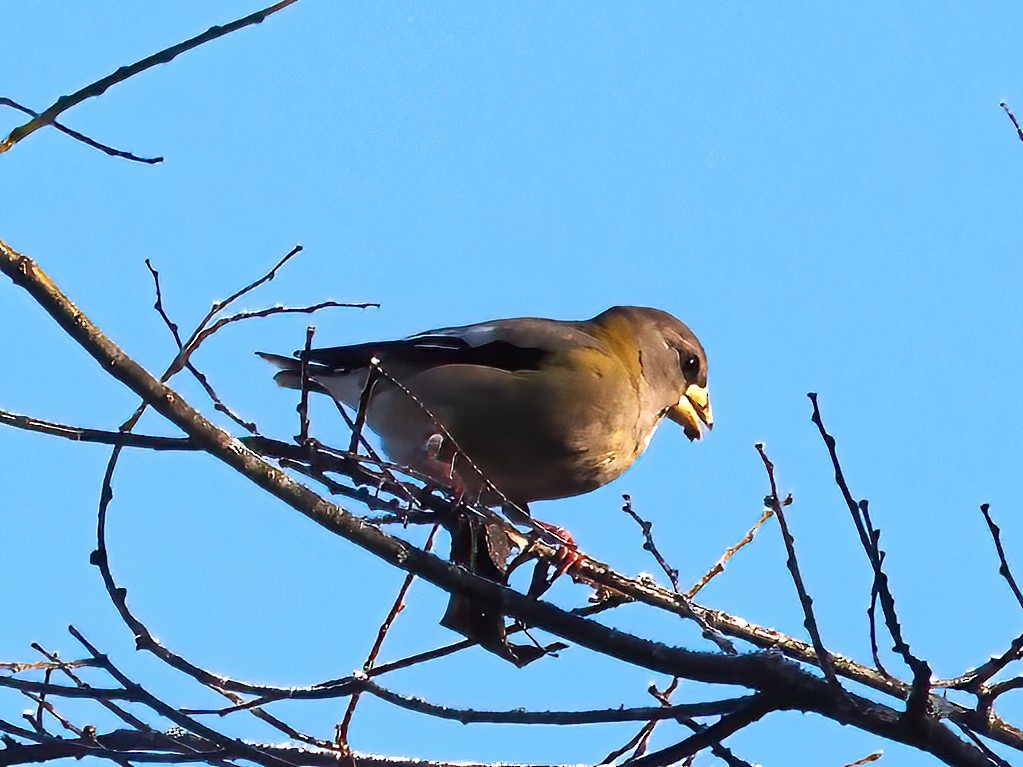 Evening Grosbeak - ML514305231