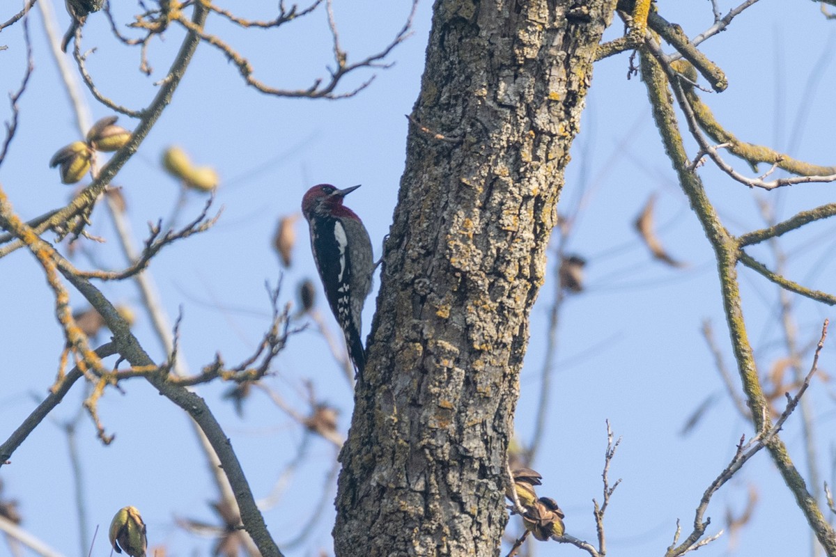 Red-breasted Sapsucker - ML514305421
