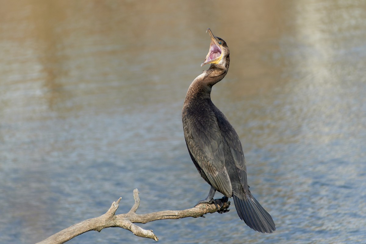 Cormoran à aigrettes - ML514306211