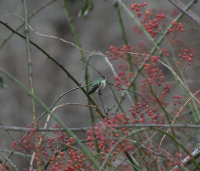 Broad-tailed Hummingbird - ML514307311