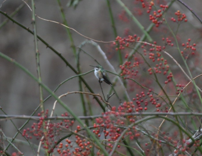 Broad-tailed Hummingbird - ML514307321