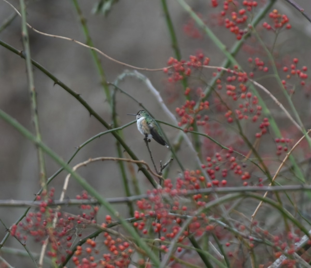 Broad-tailed Hummingbird - ML514307331