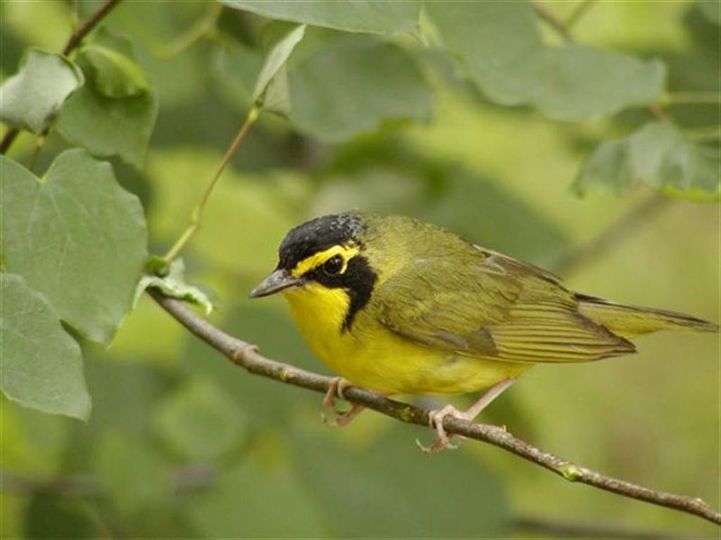 Kentucky Warbler - ML51430861