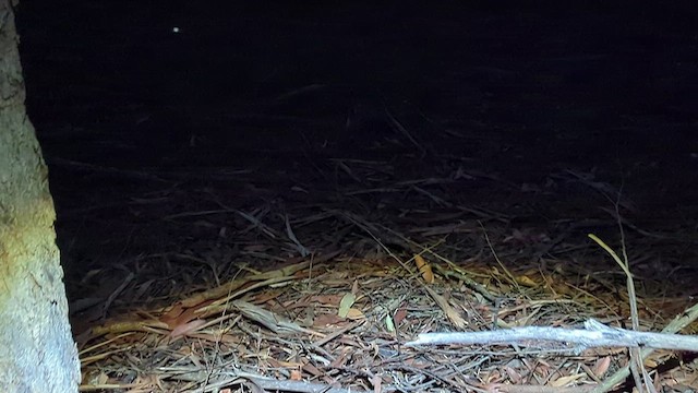 White-throated Nightjar - ML514313671