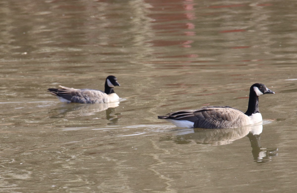 Cackling Goose - ML514316551