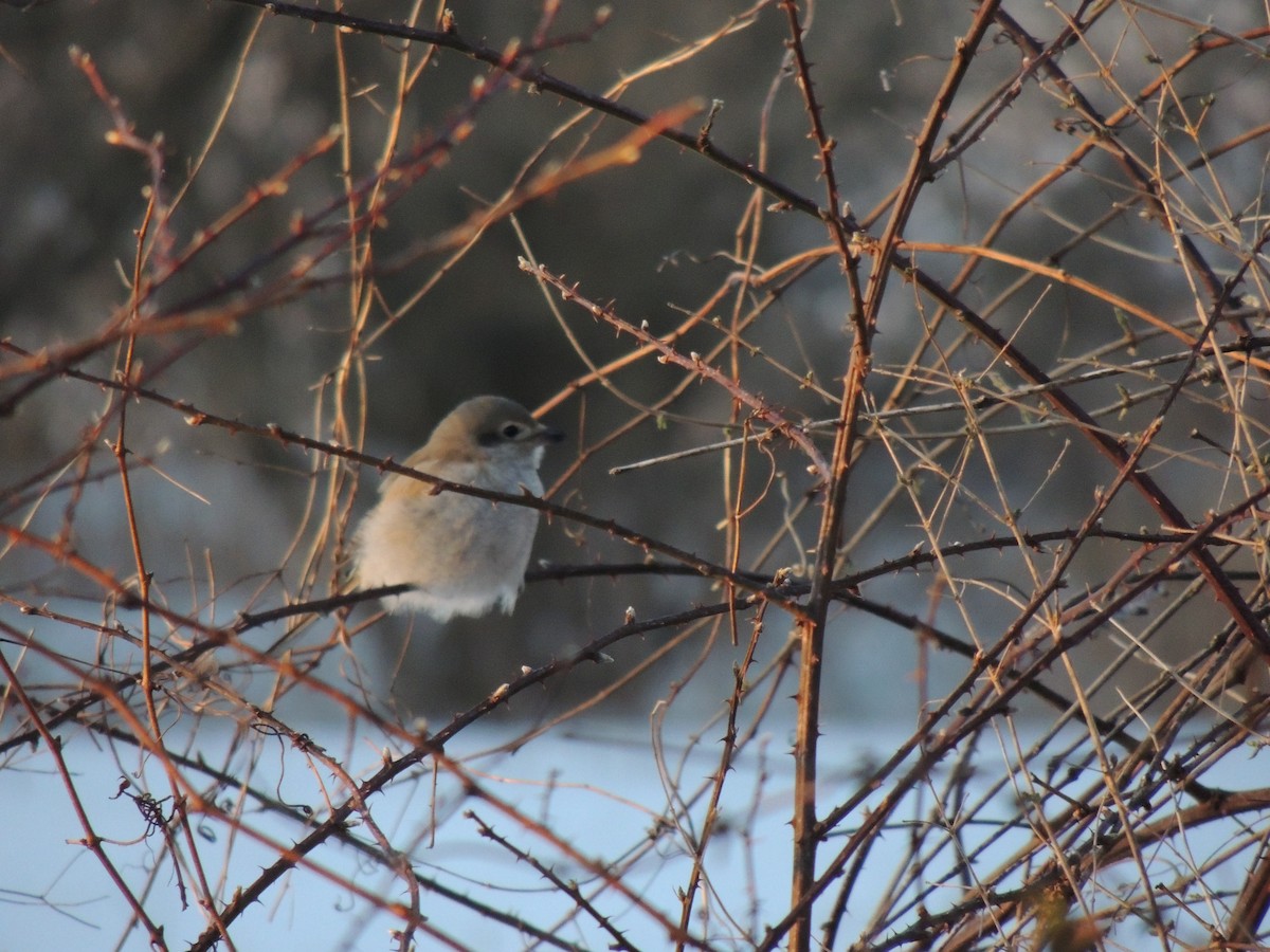 Northern Shrike - Michael Gardner