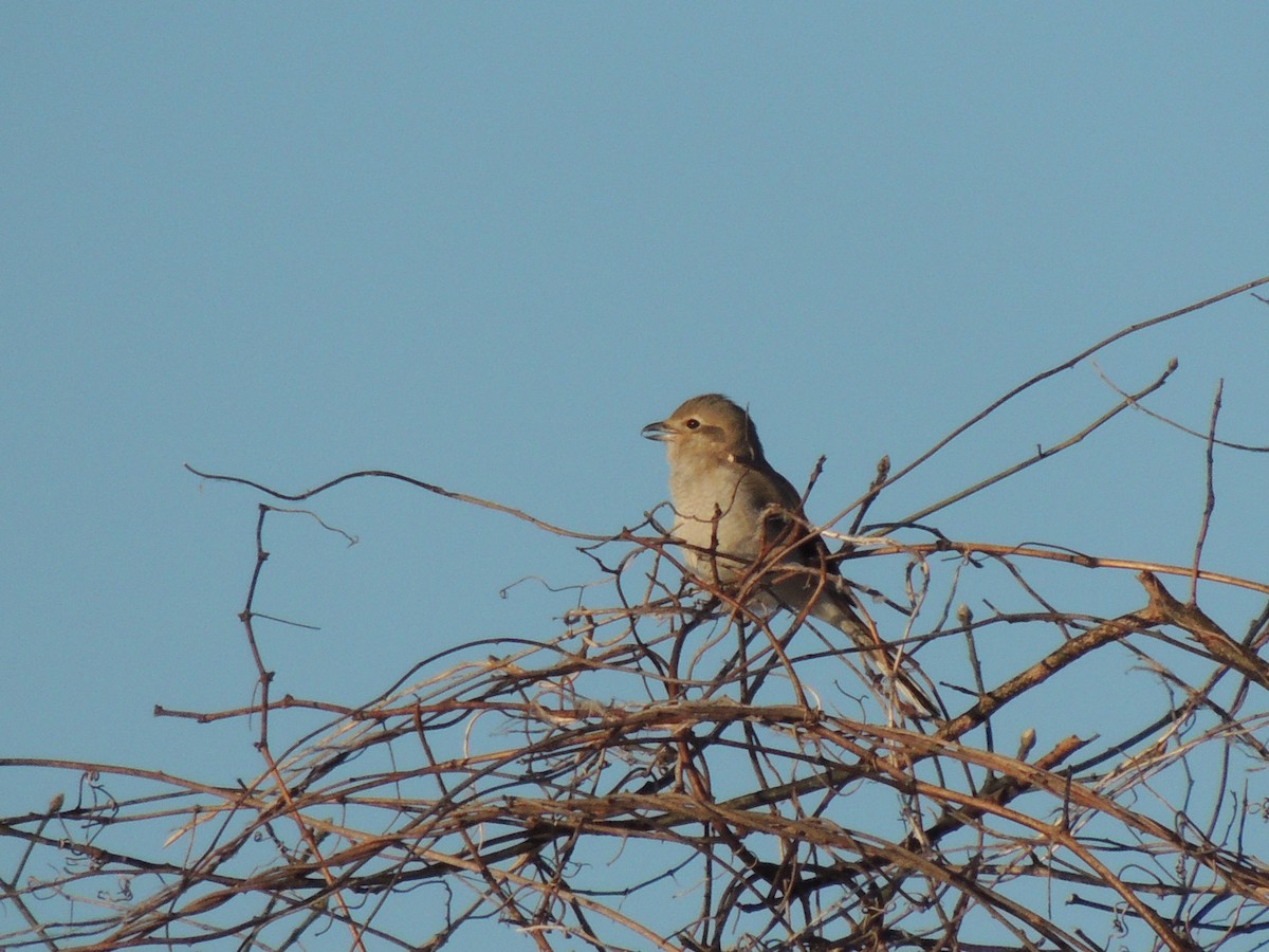 Northern Shrike - Michael Gardner