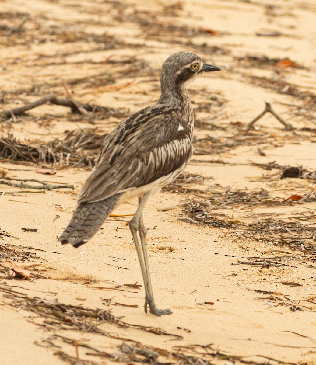 Bush Thick-knee - ML514317981