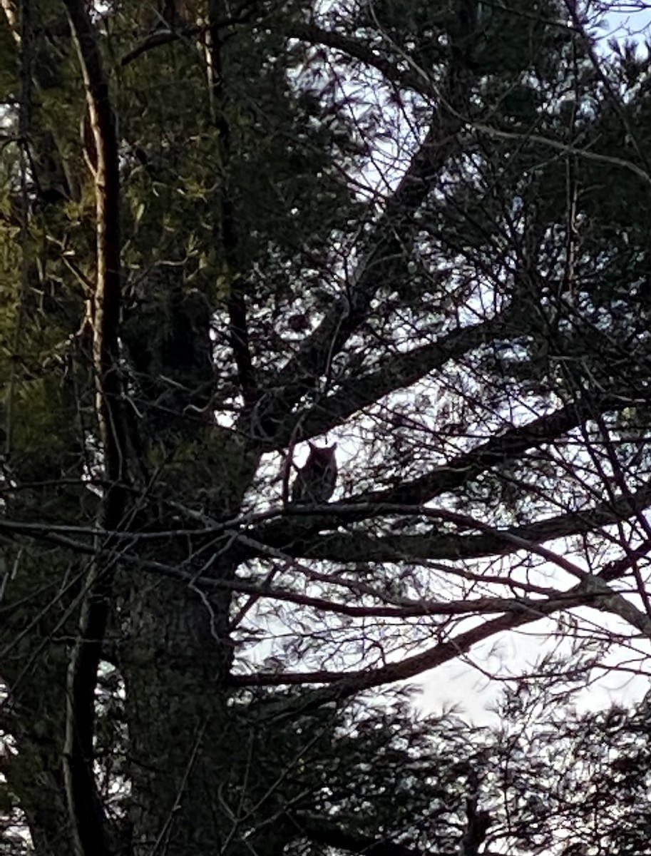 Great Horned Owl - ML514318791