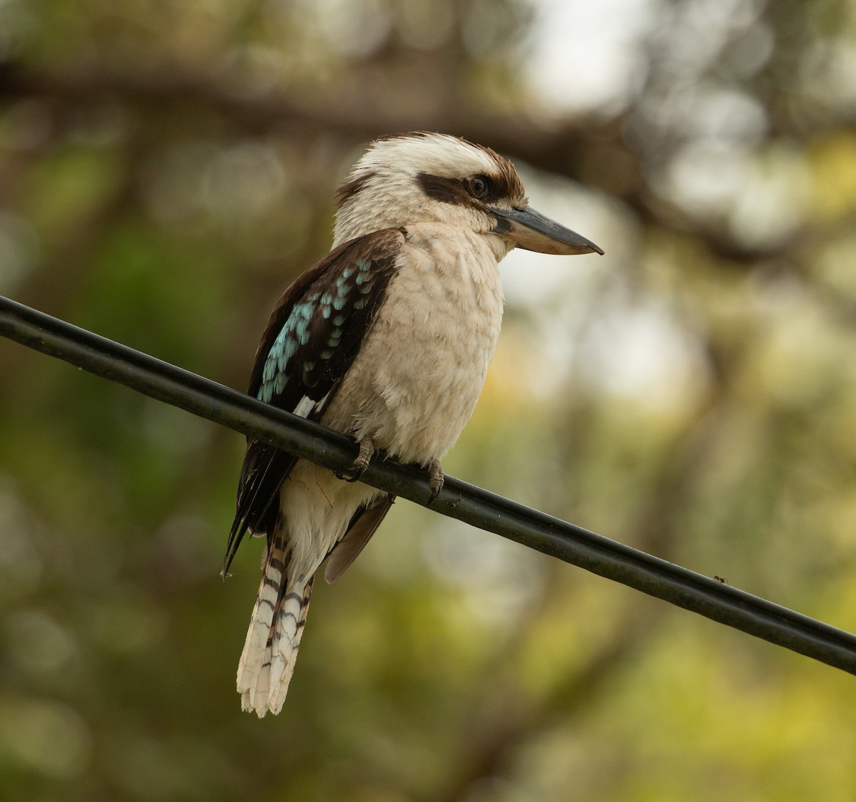 Laughing Kookaburra - ML514318891