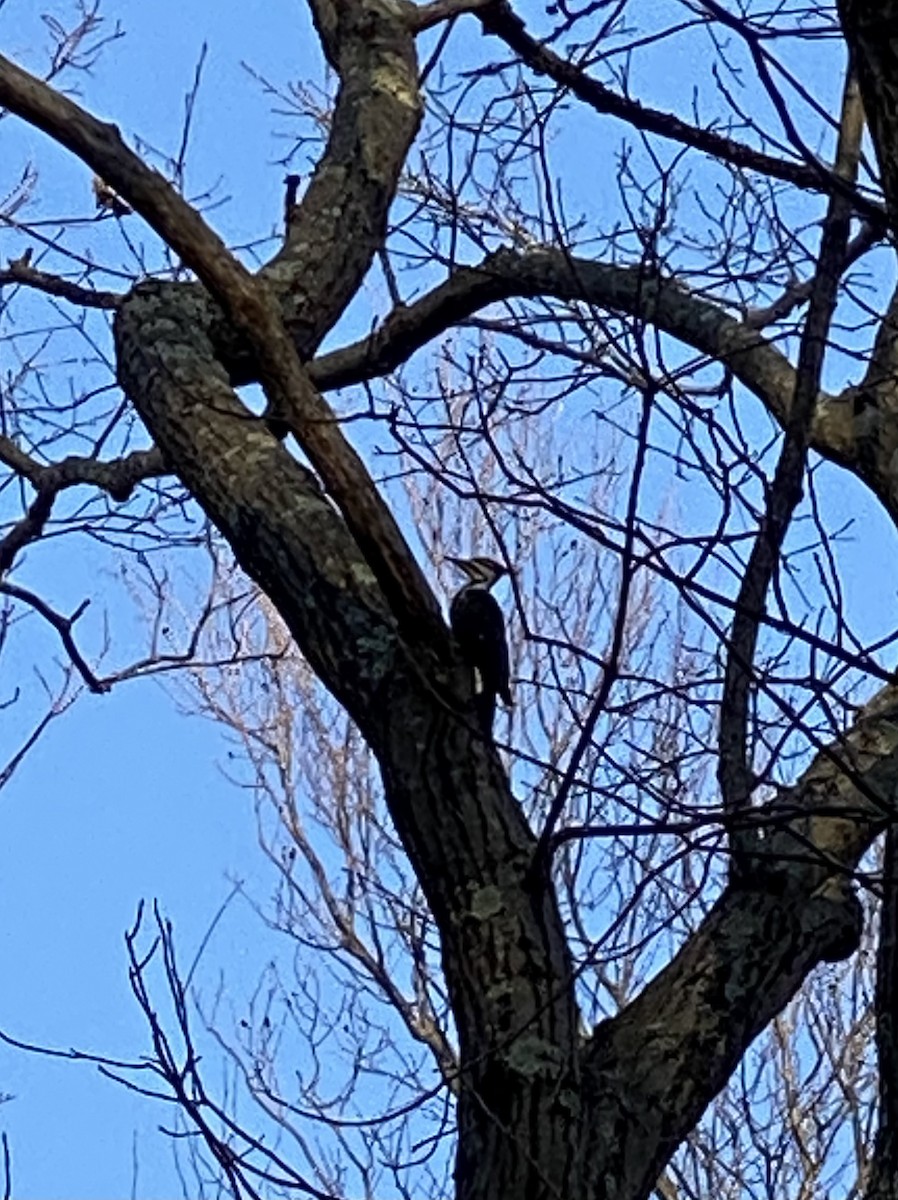 Pileated Woodpecker - ML514318911