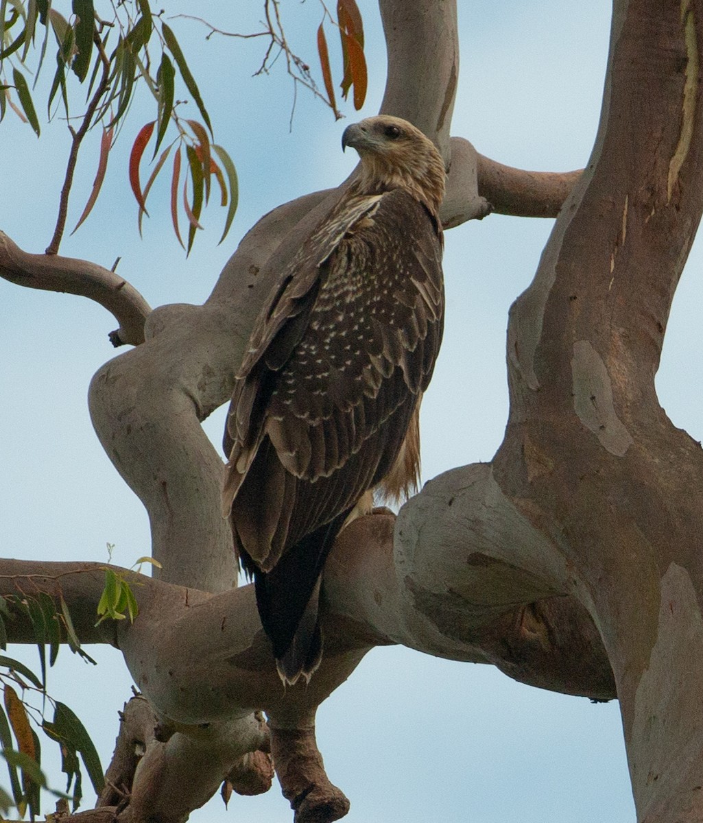 White-bellied Sea-Eagle - ML514319281