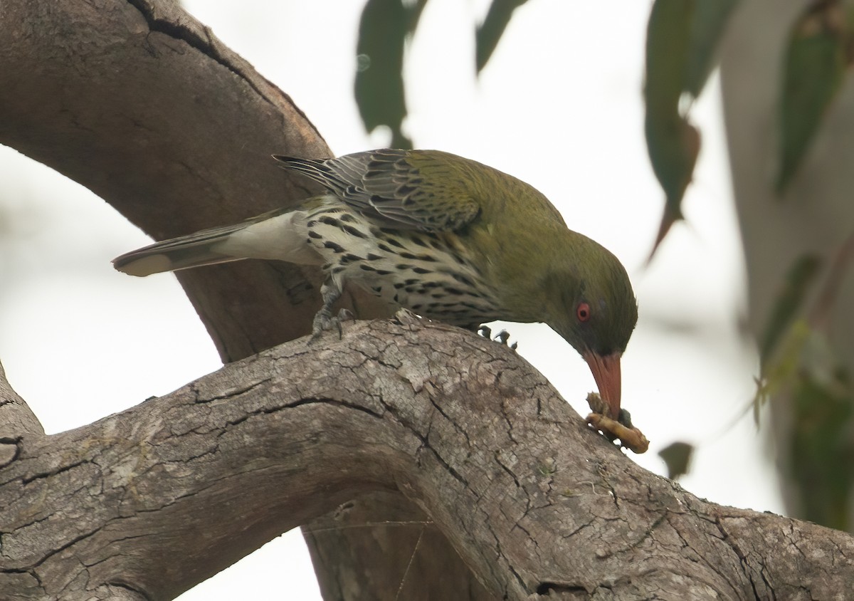 Olive-backed Oriole - ML514319701