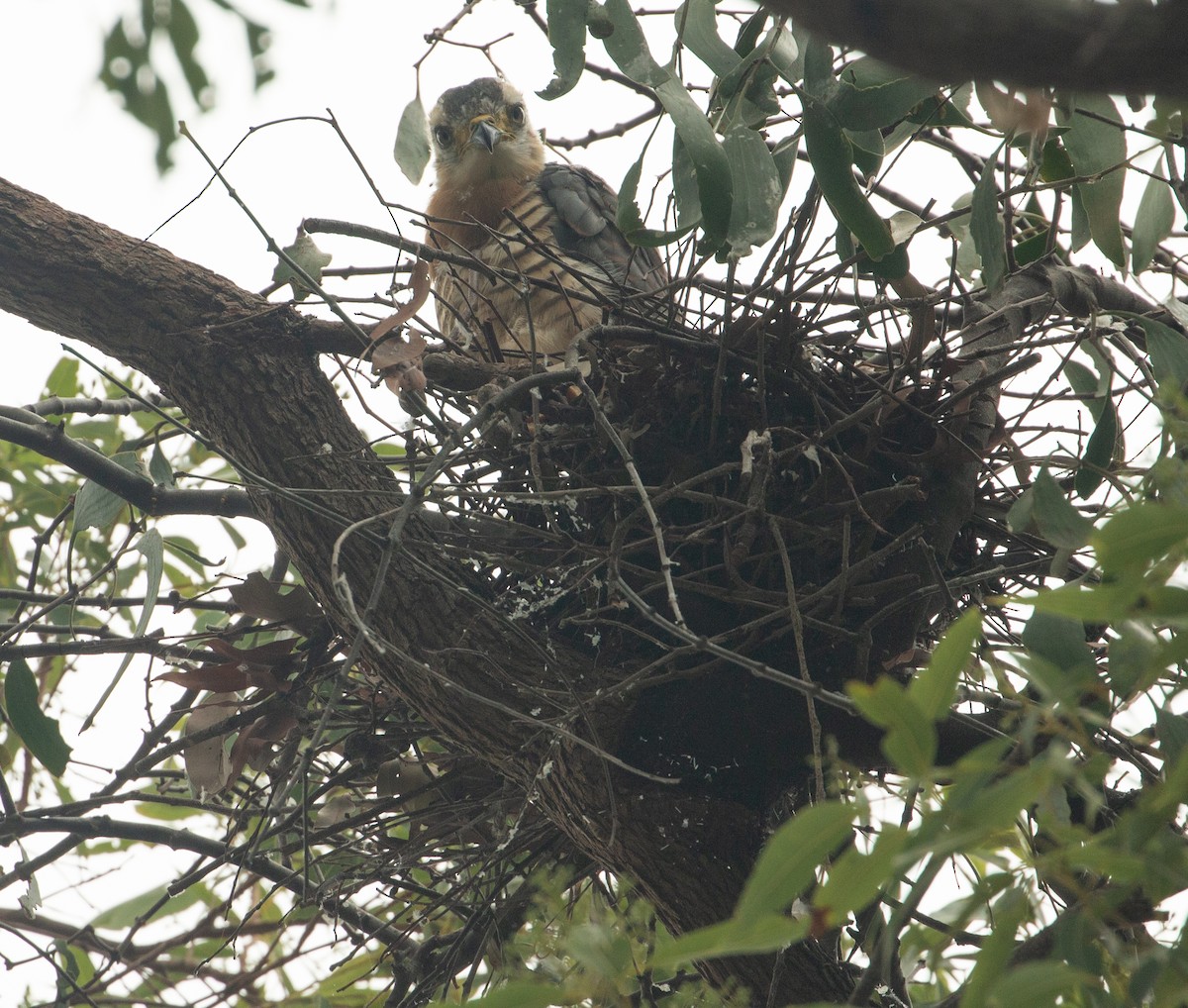 Pacific Baza - ML514320091