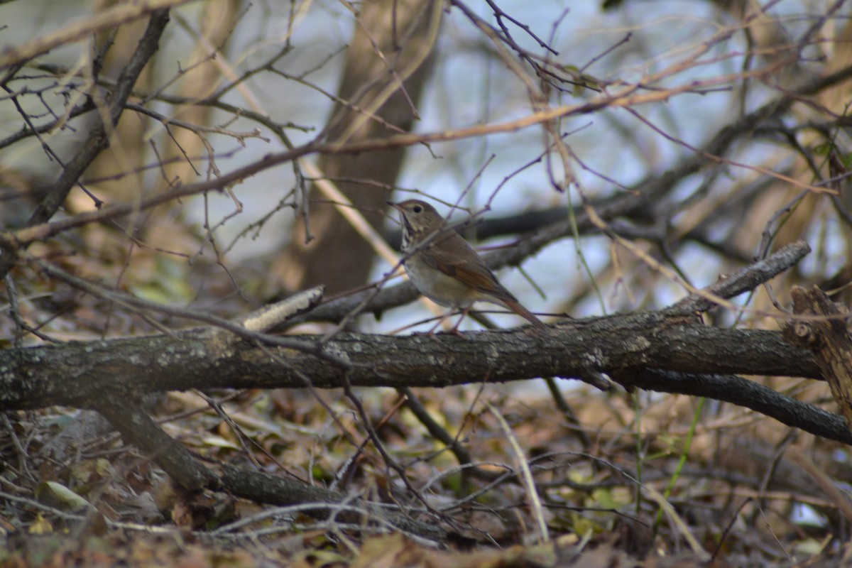 Hermit Thrush - ML514320671