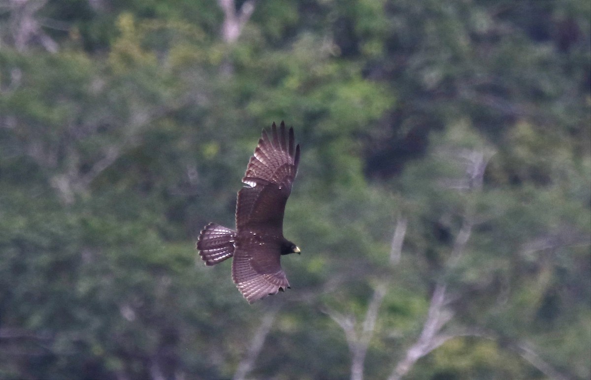 Zone-tailed Hawk - Leslie Penner