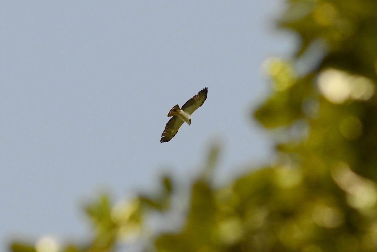 Short-tailed Hawk - Ben Phalan