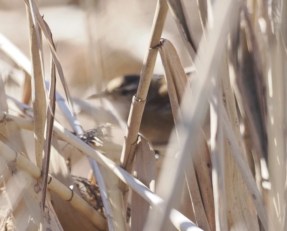 Marsh Wren - ML514323061