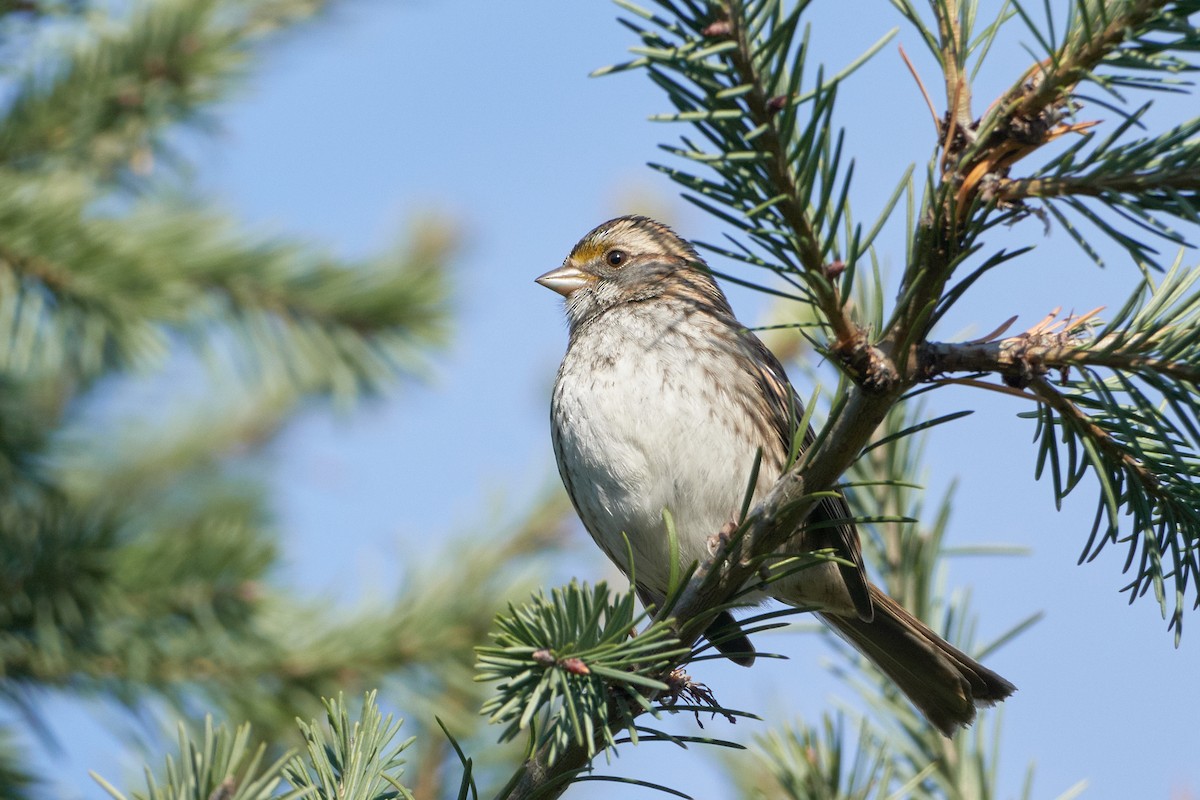 White-throated Sparrow - ML514323921