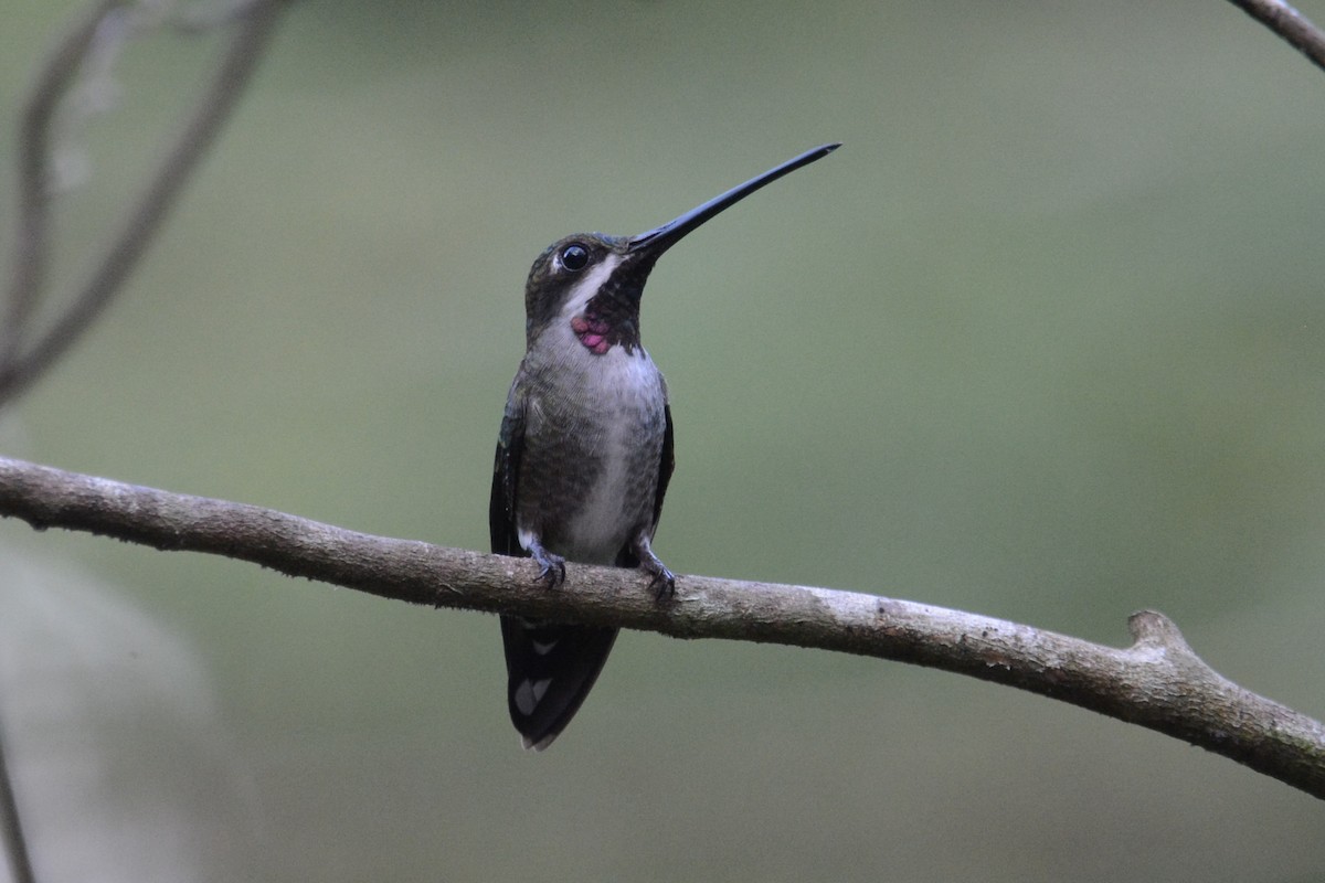 Long-billed Starthroat - ML514324221