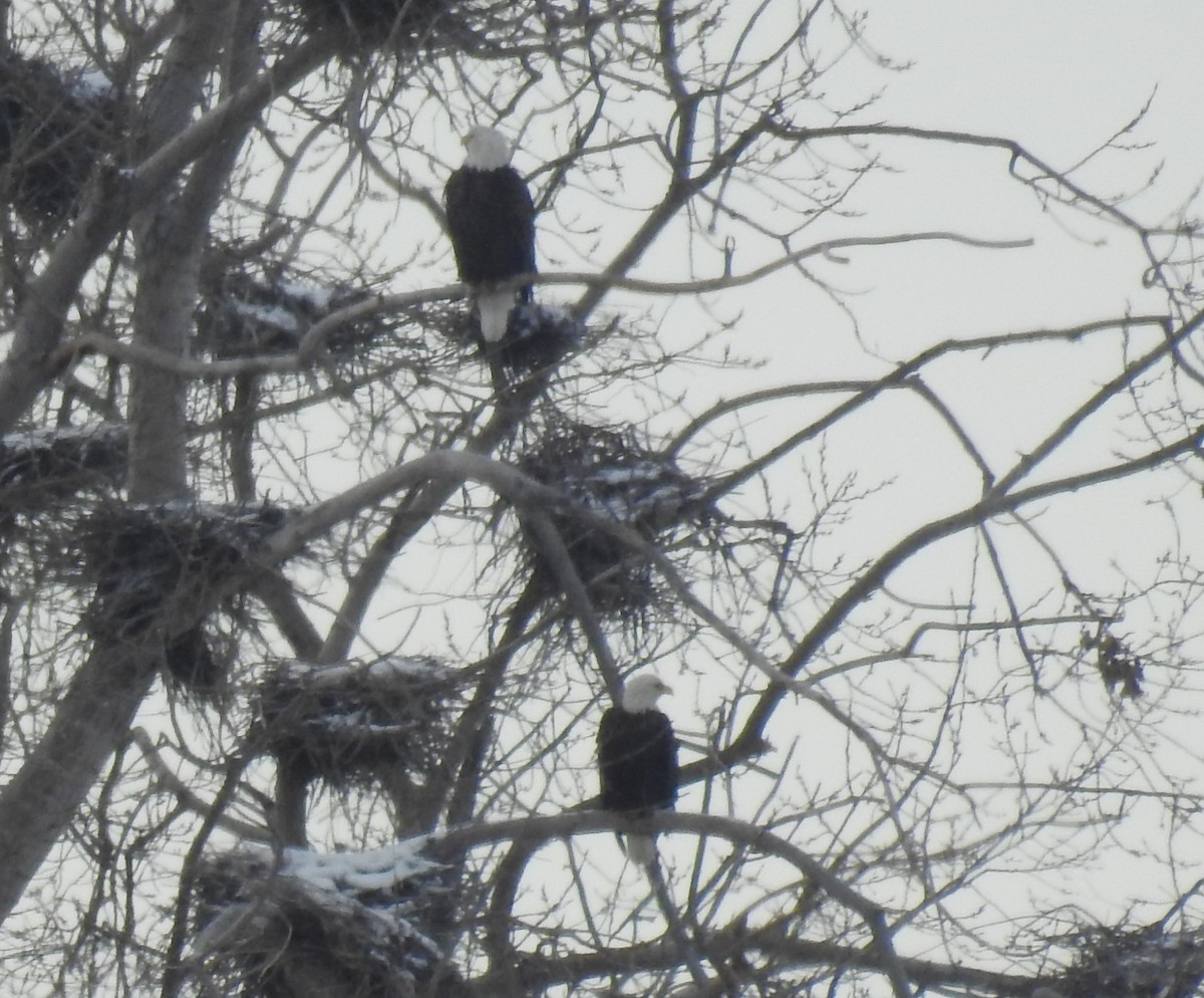 Bald Eagle - ML514325931