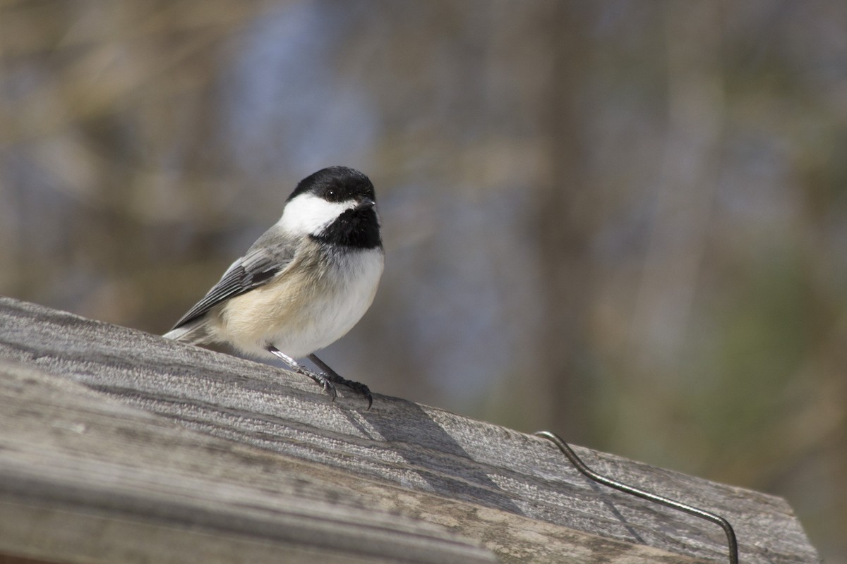 Black-capped Chickadee - ML51432661