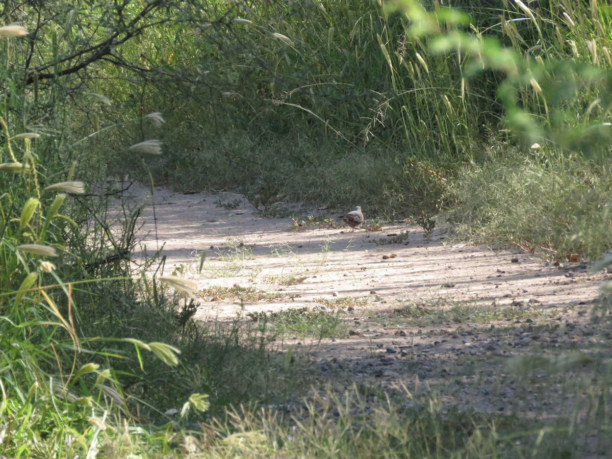 Common Ground Dove - ML514327151