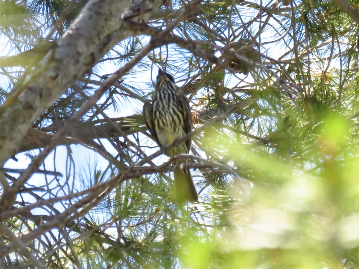 Streaked Flycatcher - ML514327231