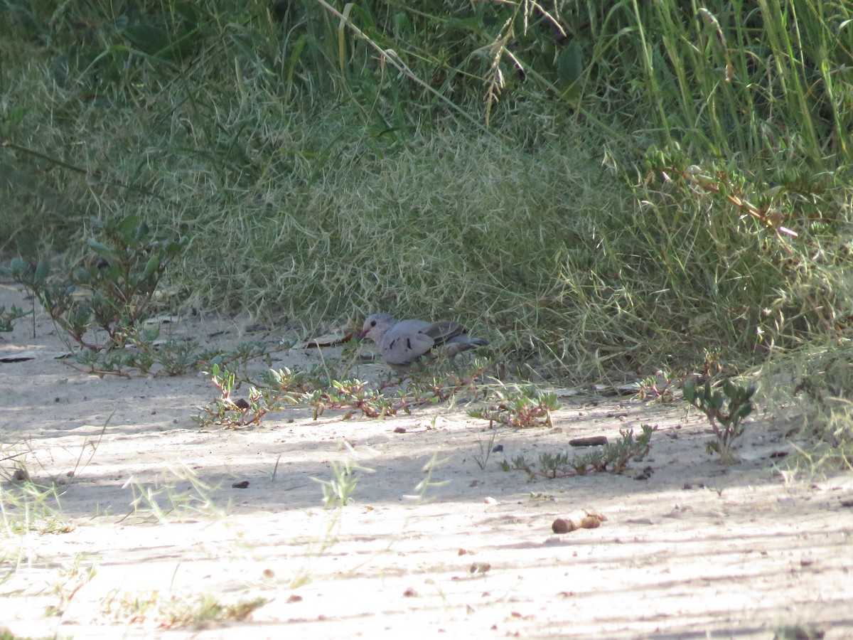 Common Ground Dove - ML514327251