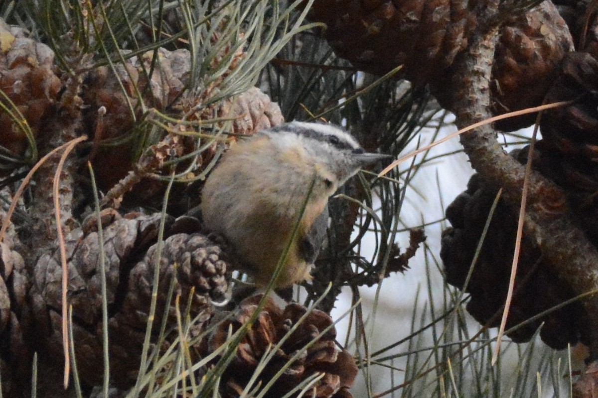 Red-breasted Nuthatch - ML514327601