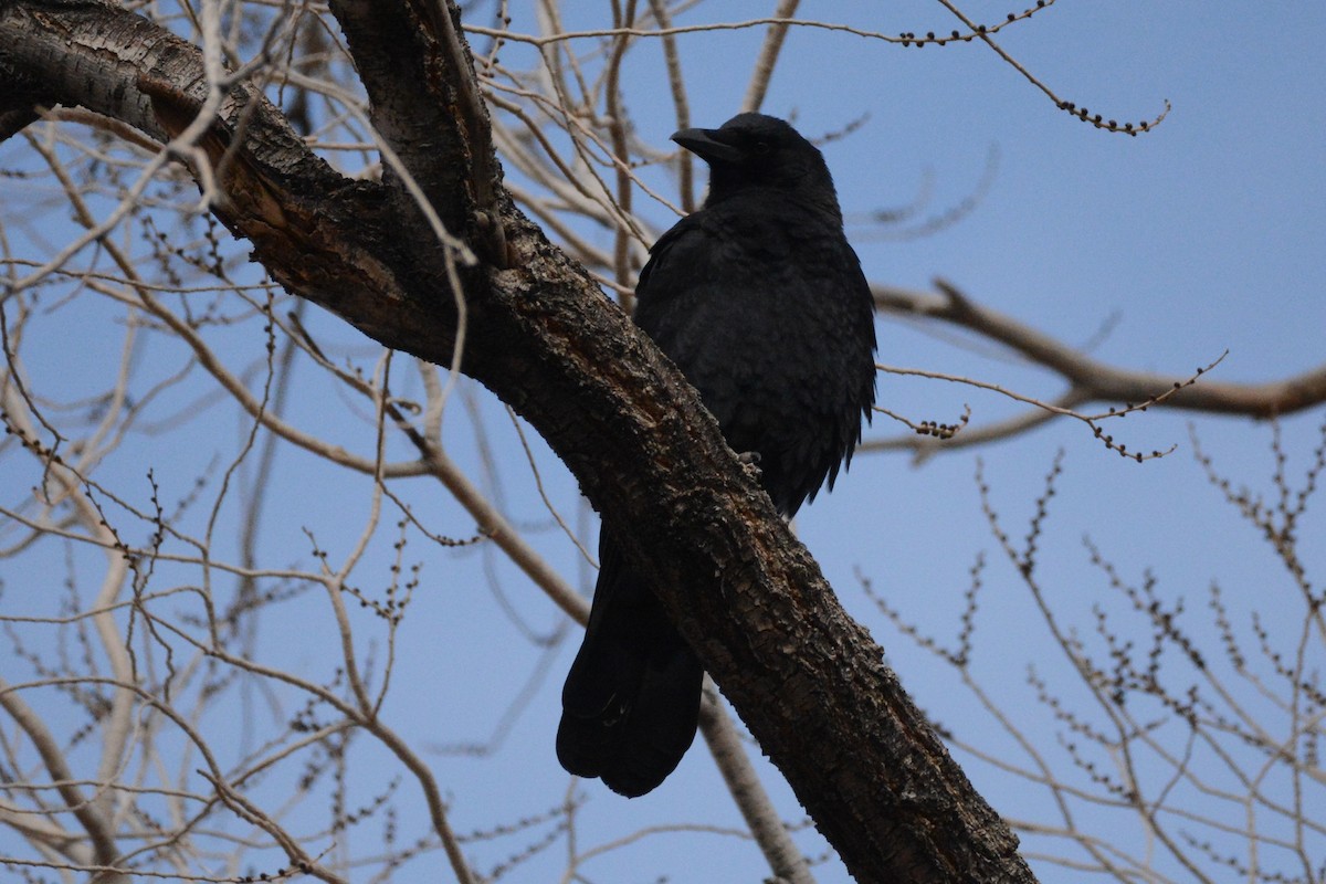 American Crow - ML514328111