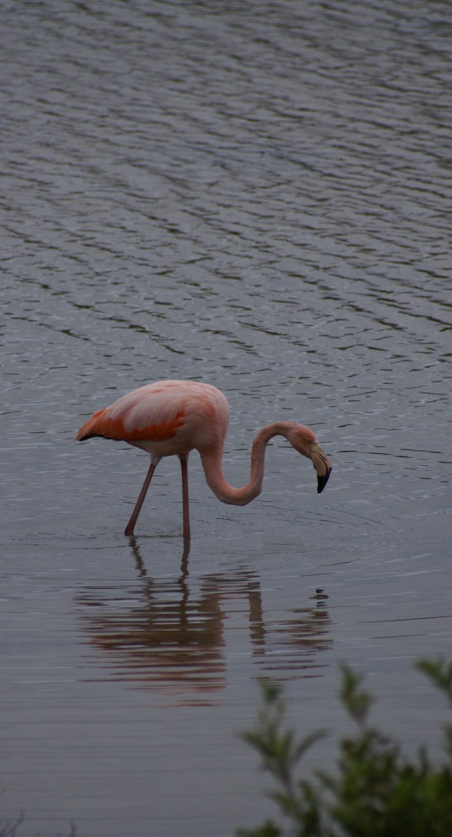 Flamant des Caraïbes - ML514328571